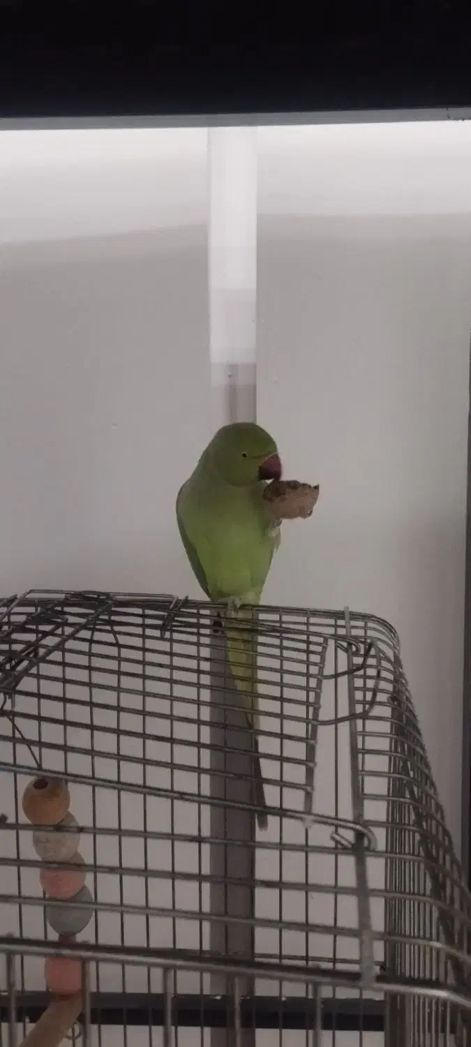 گم شده|حیوانات|ایلام, |دیوار