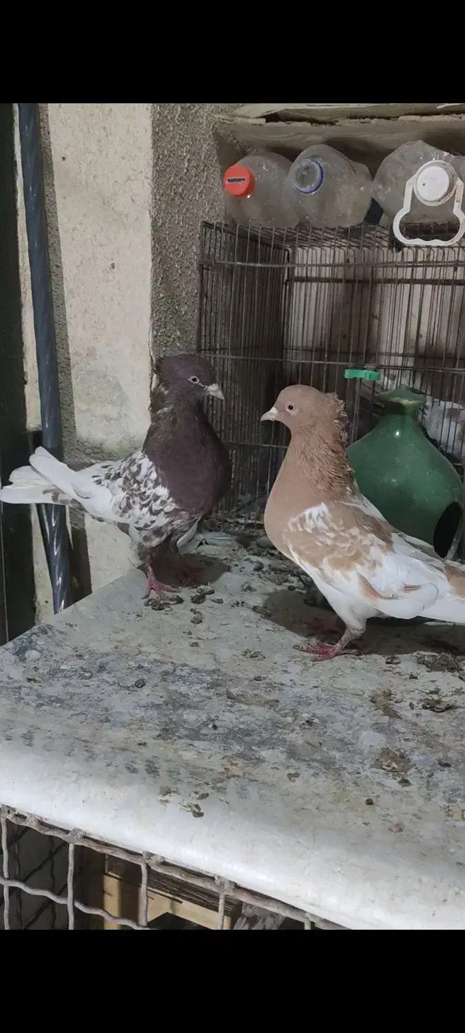 جفت کله و سینه کبوتر|پرنده|شیراز, شریفآباد|دیوار