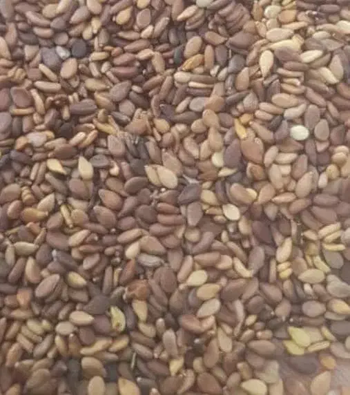 فروش کنجد بصورت تناژ|عمدهفروشی|کامفیروز, |دیوار