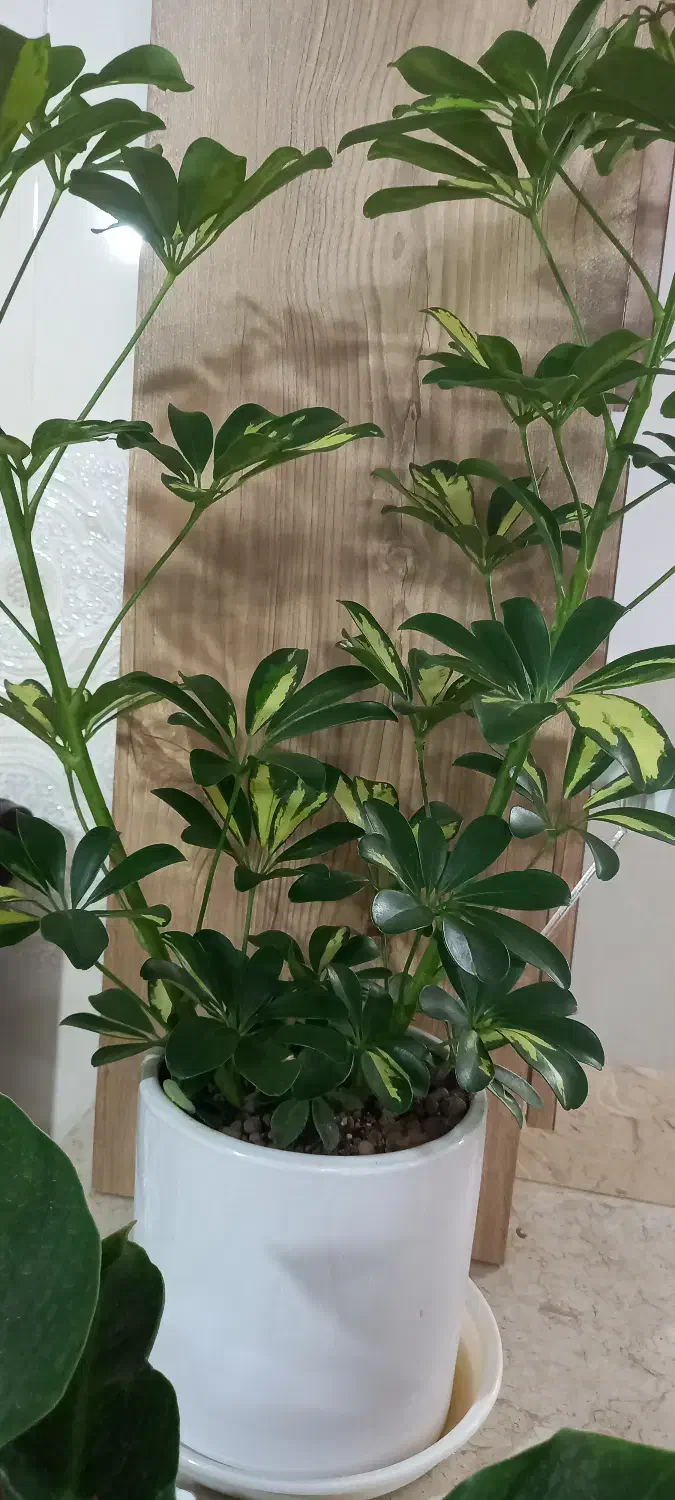 فروش گل تزئینی|گل و گیاه طبیعی|مهریز, |دیوار