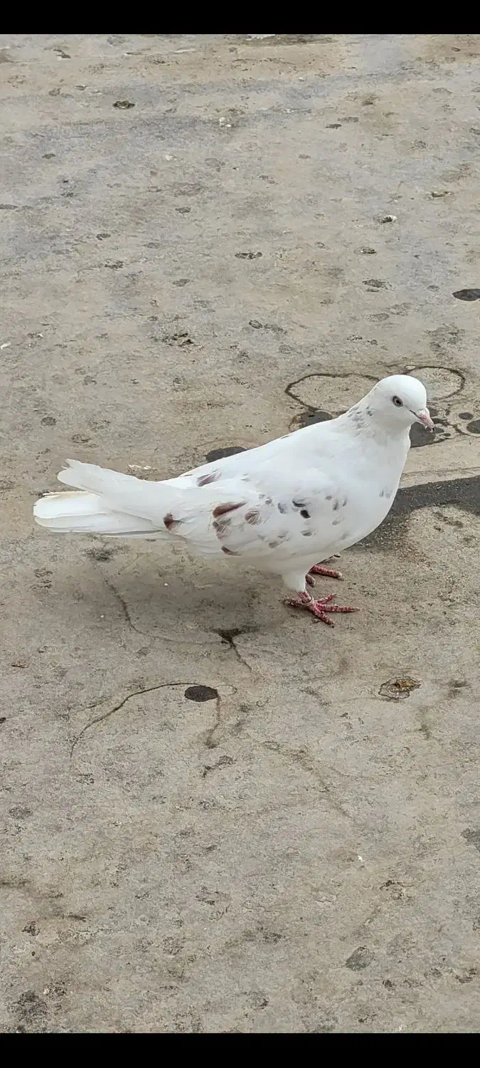 رنگی|پرنده|بندر ماهشهر, |دیوار