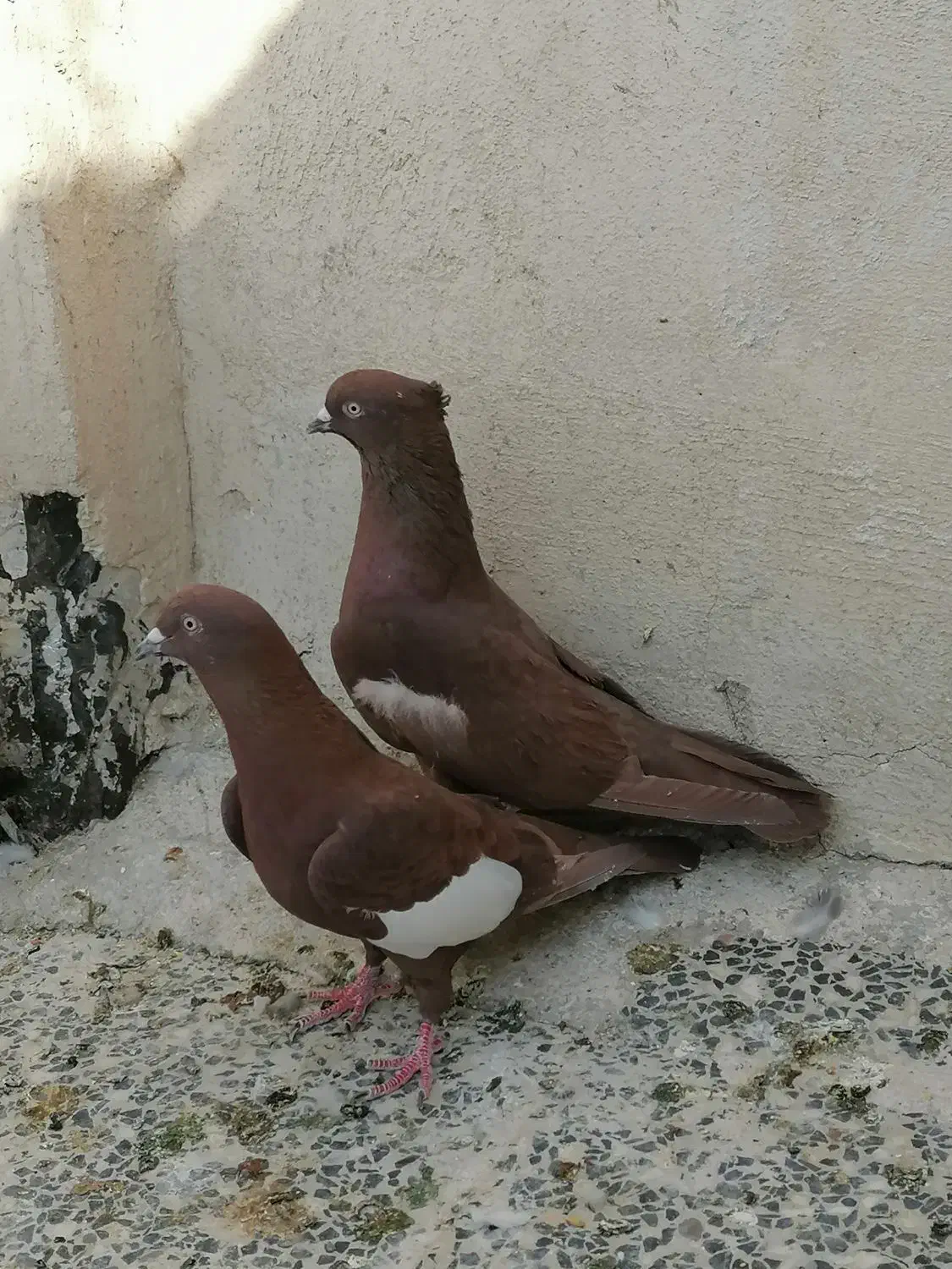 کفتر سرک سرخ|پرنده|شیراز, شیخ علی چوپان|دیوار