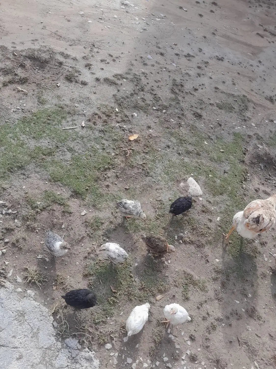 مرغ بومی با جوجه|حیوانات مزرعه|لردگان, |دیوار