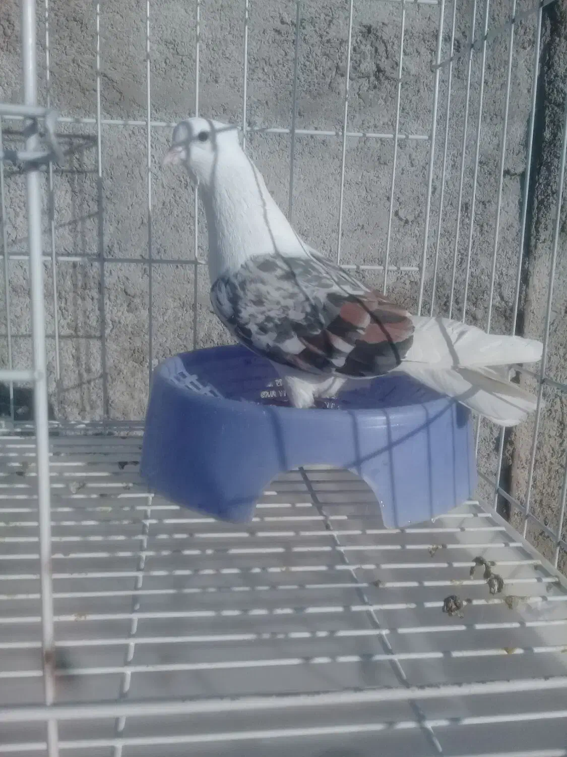 نر پلنگ|پرنده|خرم‌آباد, |دیوار