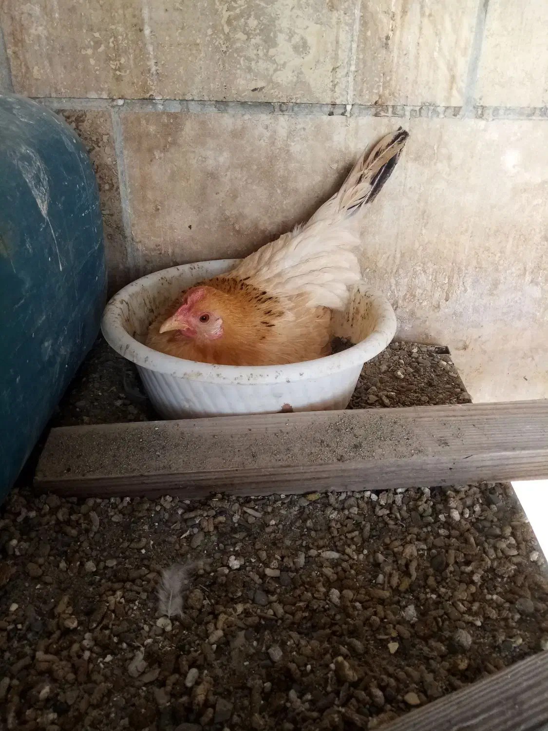 تخم مرغ نطفه دار جاپنیز|حیوانات مزرعه|خمینیشهر, |دیوار