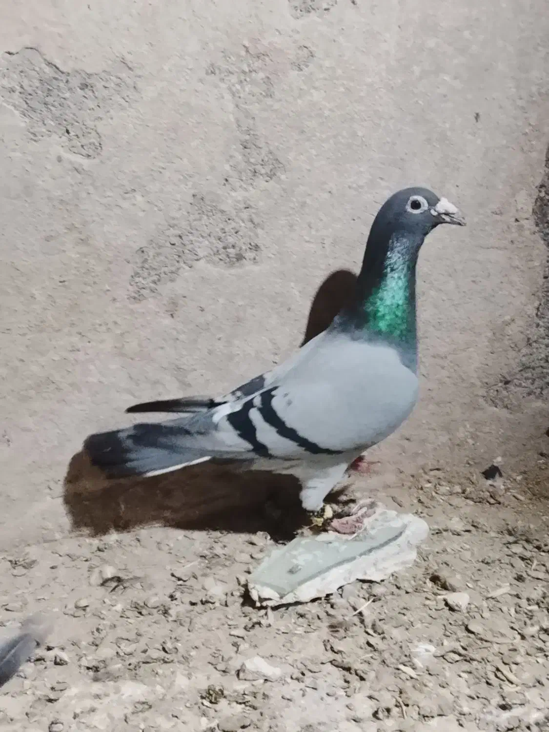 کفتر صید|پرنده|تایباد, |دیوار