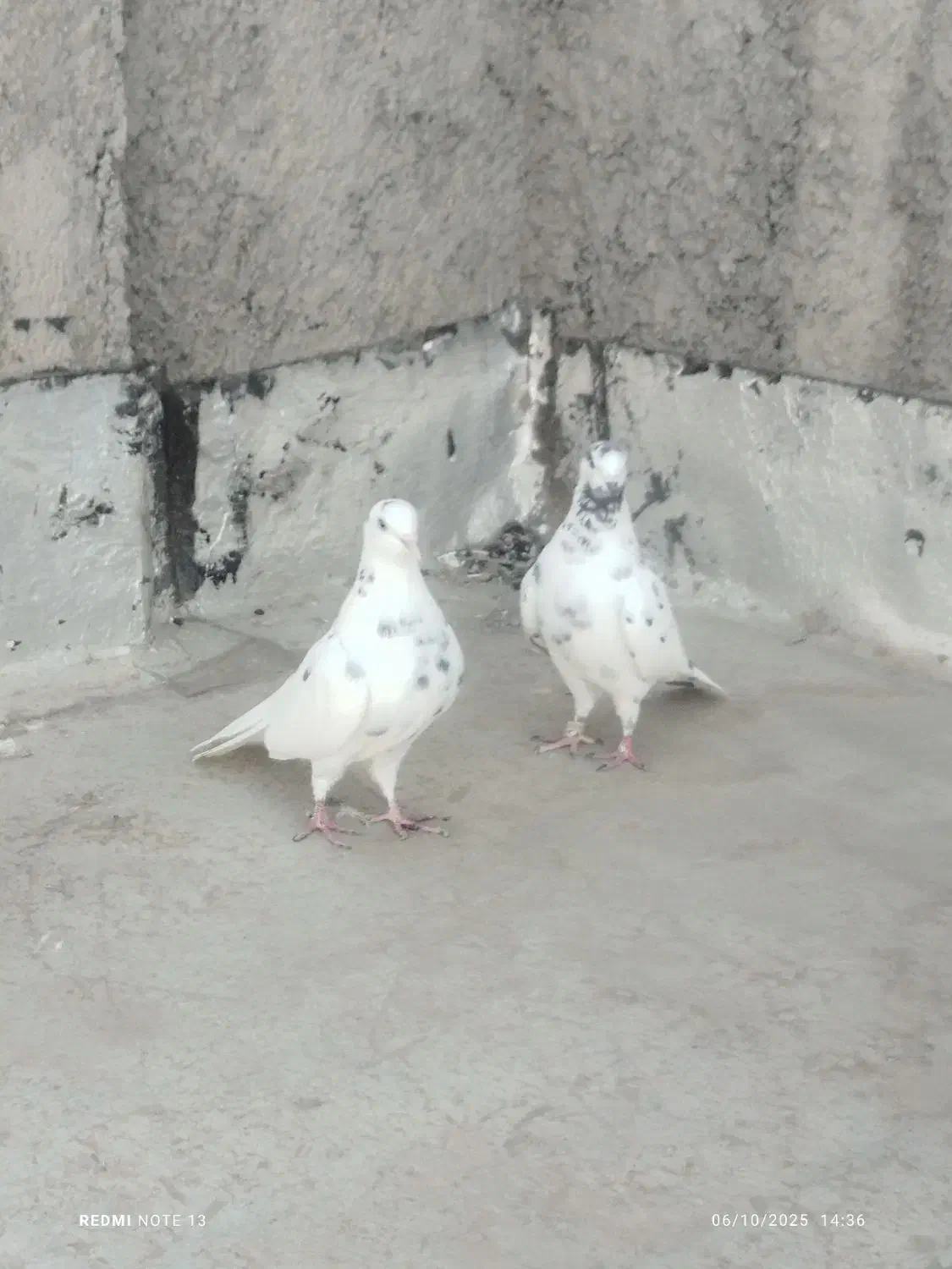 کبوتر پرشی|پرنده|گرگان, |دیوار