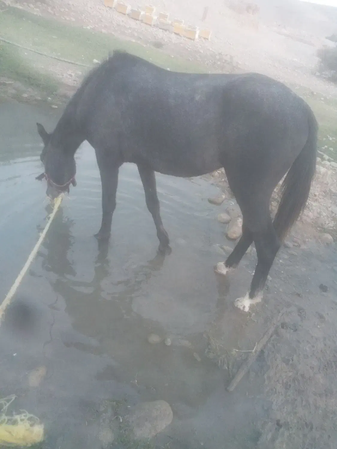 اسب|اسب و تجهیزات اسب‌سواری|دزفول, |دیوار