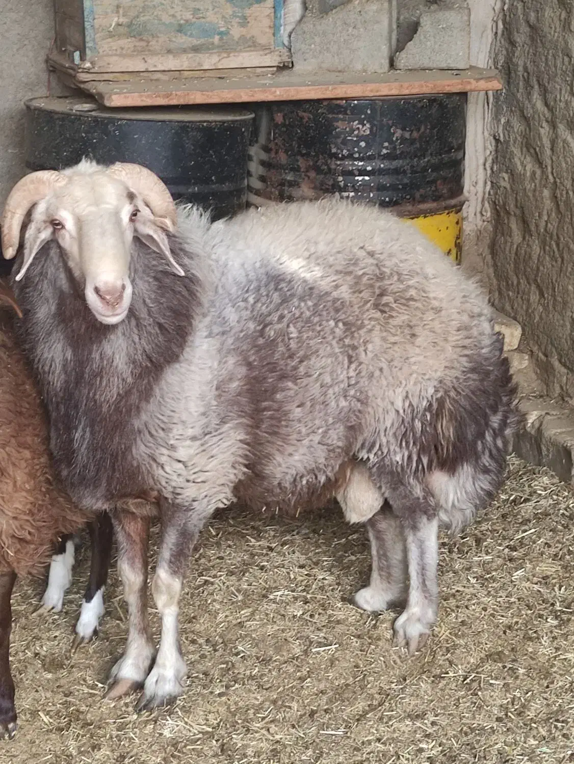 شیشک قوچ افشار چهار دندان 37000000|حیوانات مزرعه|شاهین‌شهر, گزبرخوار|دیوار