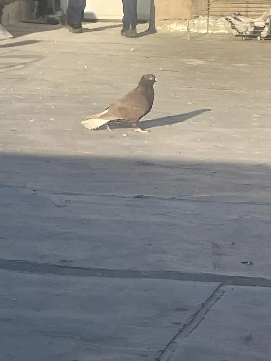 کبوتر اصفهانی|پرنده|زارچ, |دیوار