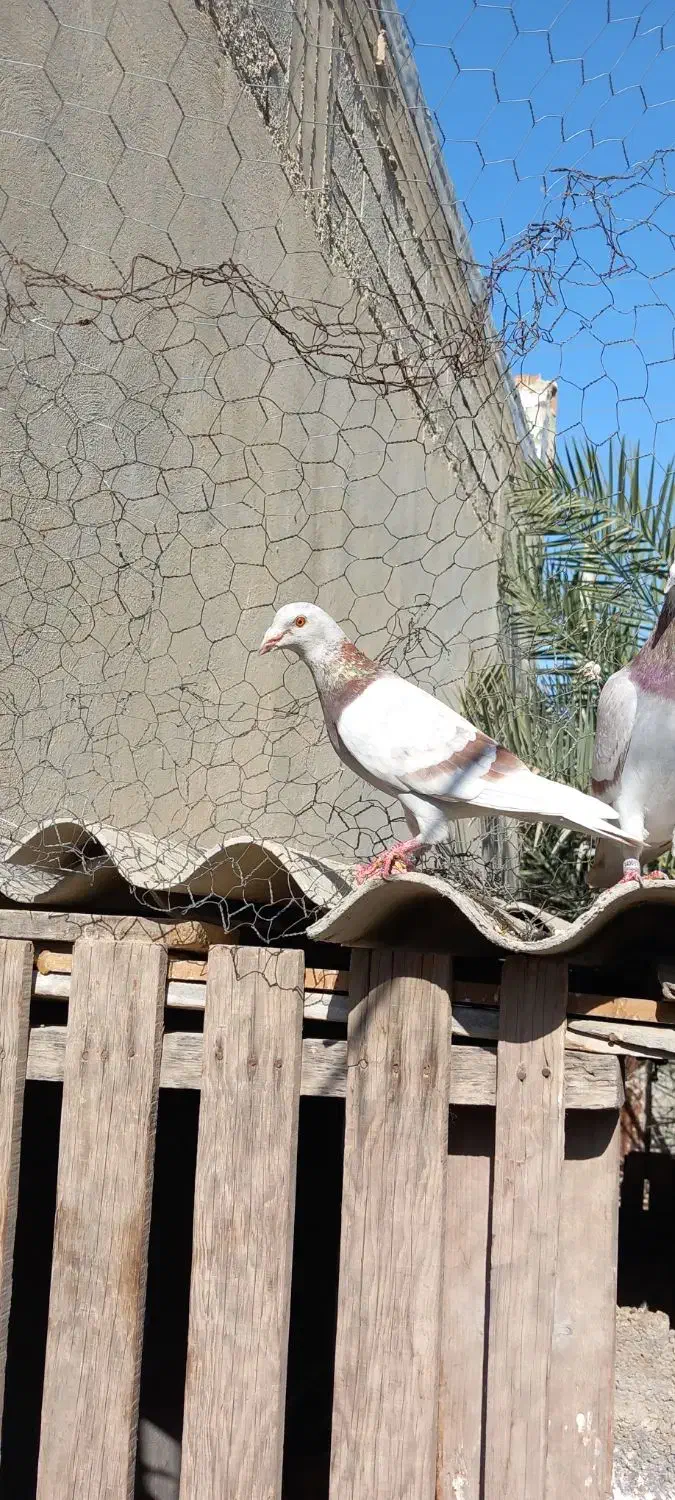 پیازی، آلمانی،موشی، هر سه ماده|پرنده|آبپخش, |دیوار