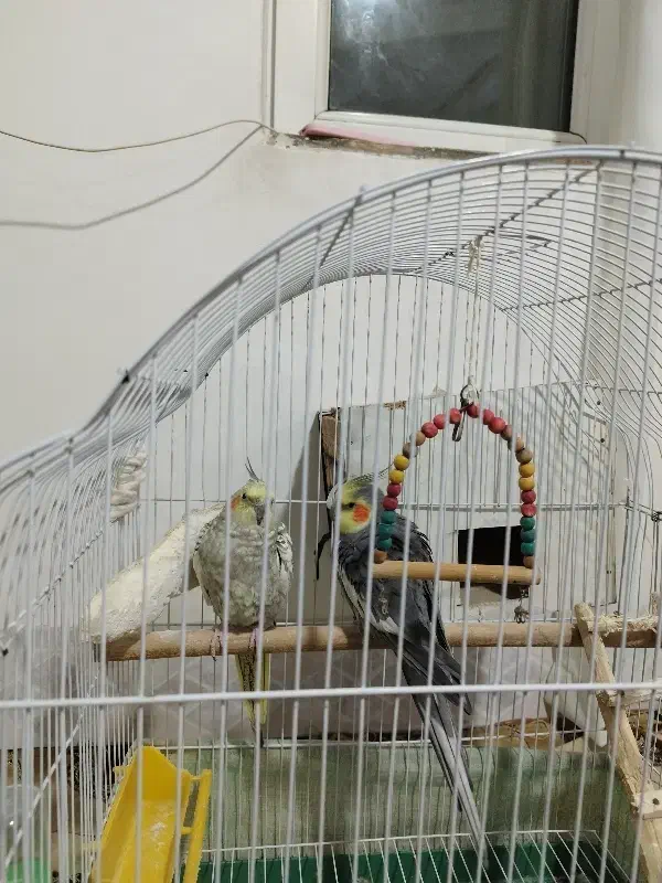 عروس هلندی جفت|پرنده|سلماس, |دیوار