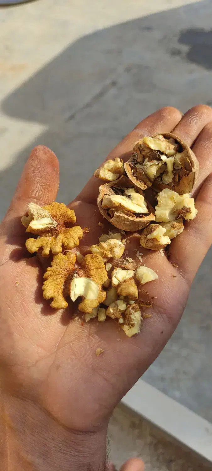 گردو تازه سامان بدون خرابی وپوک|خوردنی و آشامیدنی|نجف‌آباد, شهدای غربی|دیوار