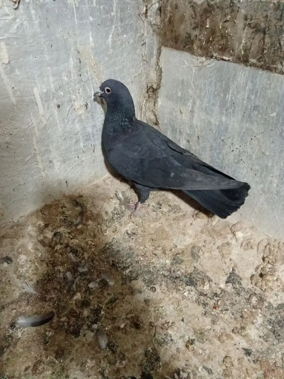 نر زاغ کرمانی|پرنده|گلبهار, شهر جدید گلبهار|دیوار