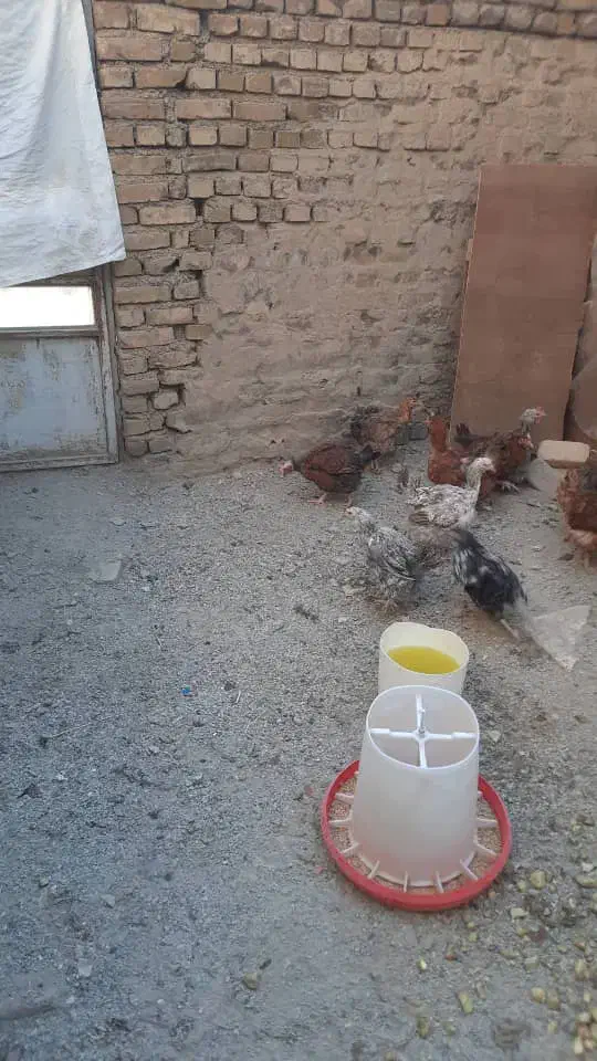 مرغ تخمگذاری|حیوانات مزرعه|هشتگرد, شهرک بار و بن|دیوار