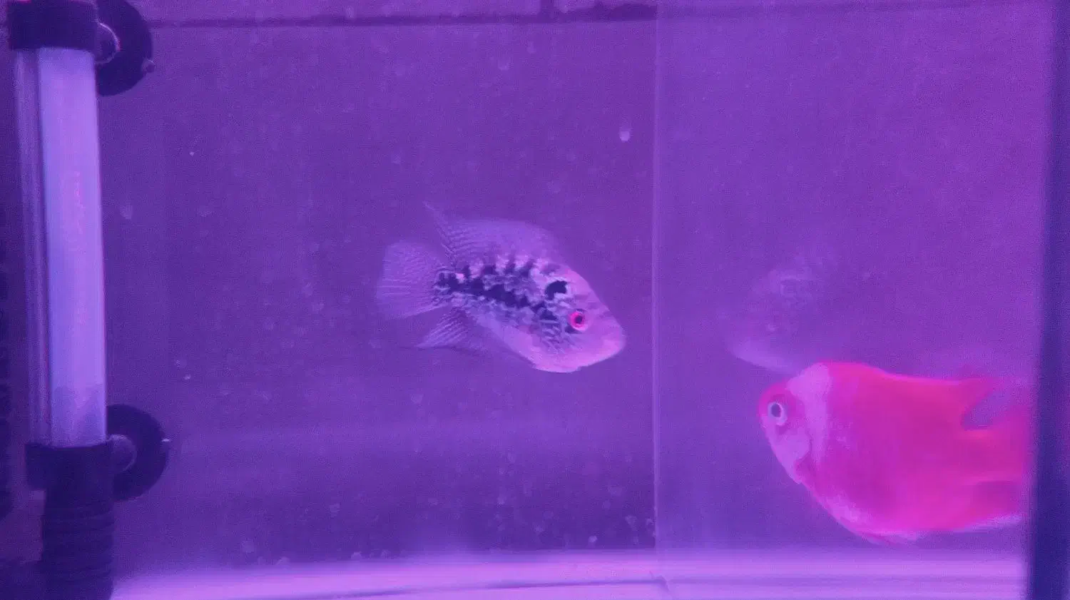 اگهی|ماهی|هشتگرد, مدرس|دیوار