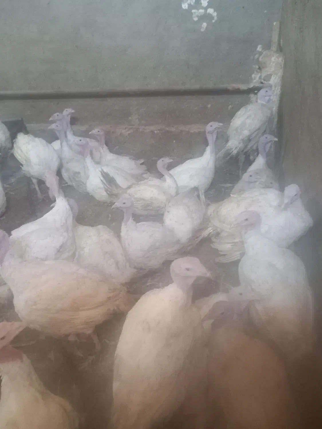 بوقلمون گوتی درجه یک|حیوانات مزرعه|سبزوار, صالح آباد|دیوار