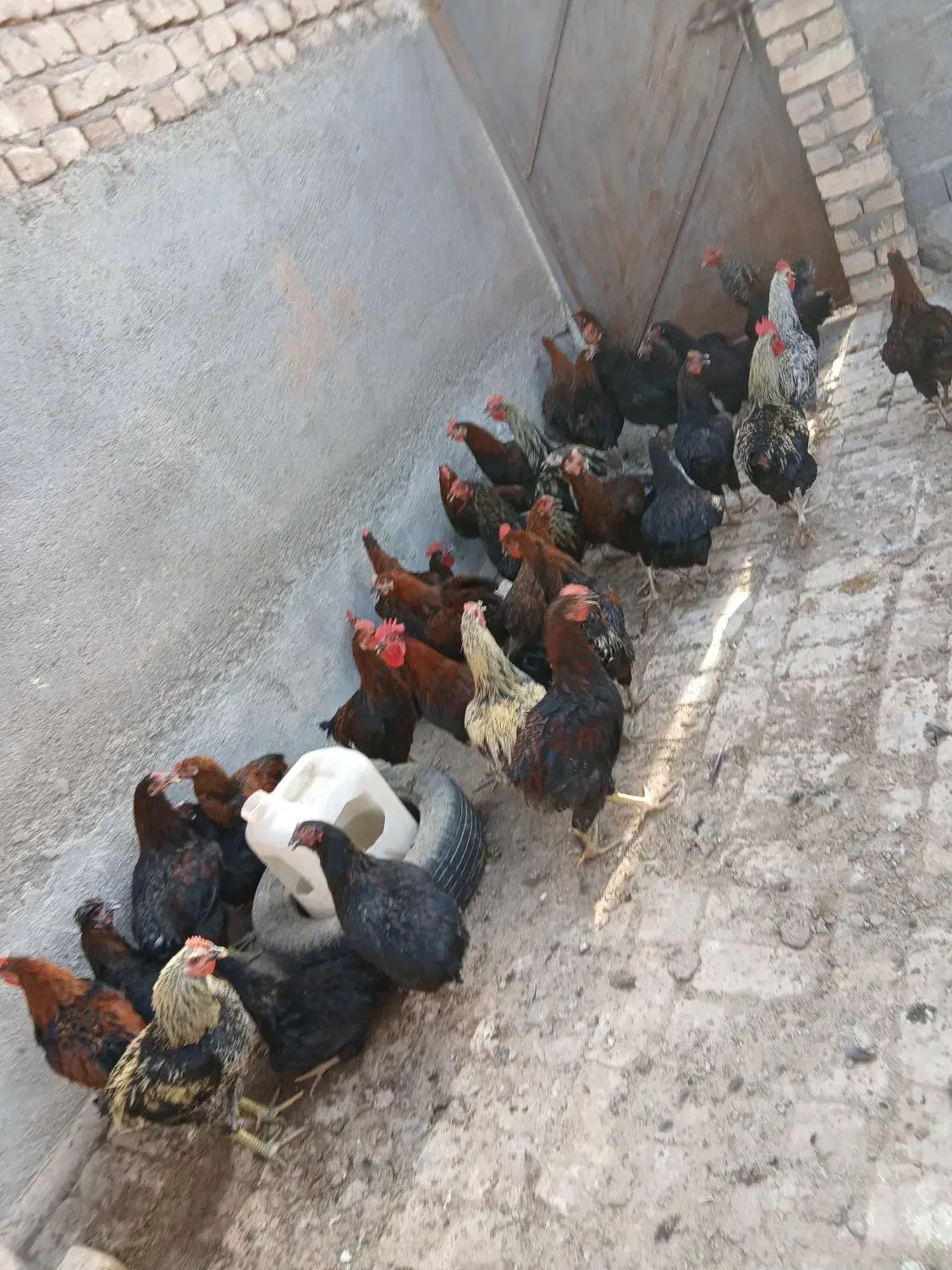 کود مرغی|گل و گیاه طبیعی|قم, امامزاده ابراهیم|دیوار