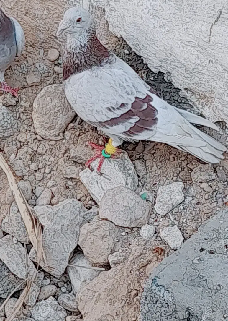 کبوتر زاغ ابادانی و یک جفت پوست پیازی|پرنده|شبانکاره, |دیوار