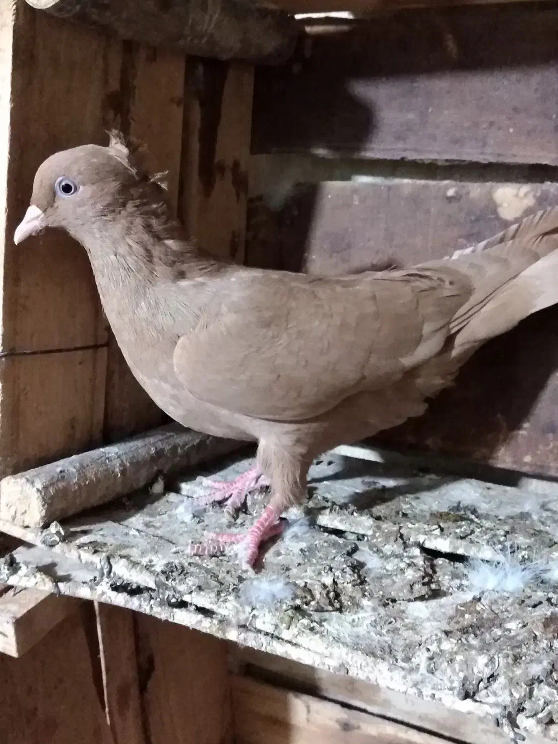 کبوتر رنگی|پرنده|برازجان, |دیوار