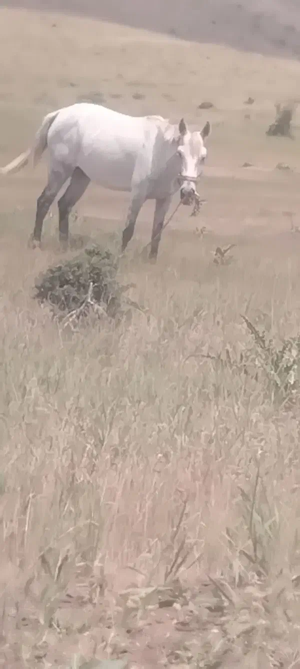 اسب۸ساله|اسب و تجهیزات اسب‌سواری|قزوین, |دیوار