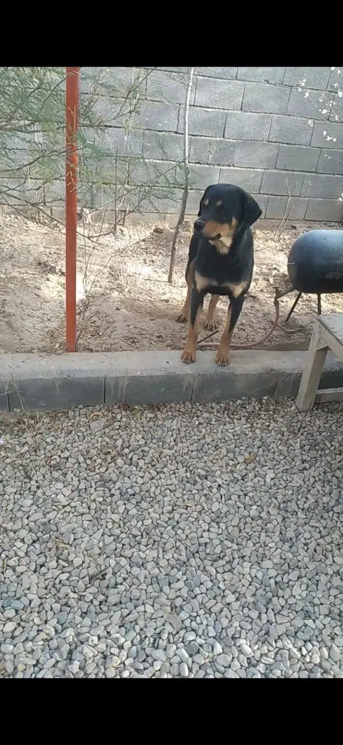 واگذاری سگ رتوایلر|سگ|شاهرود, |دیوار