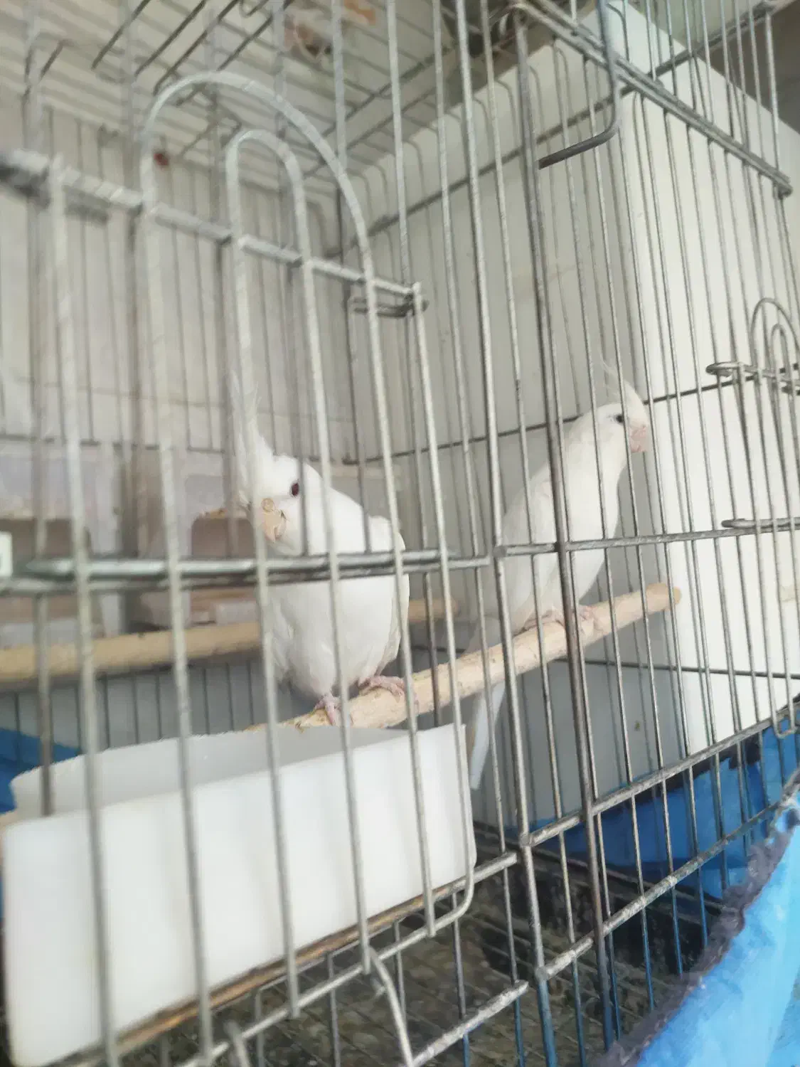 عروس هلندی البینو جفت|پرنده|اراک, |دیوار