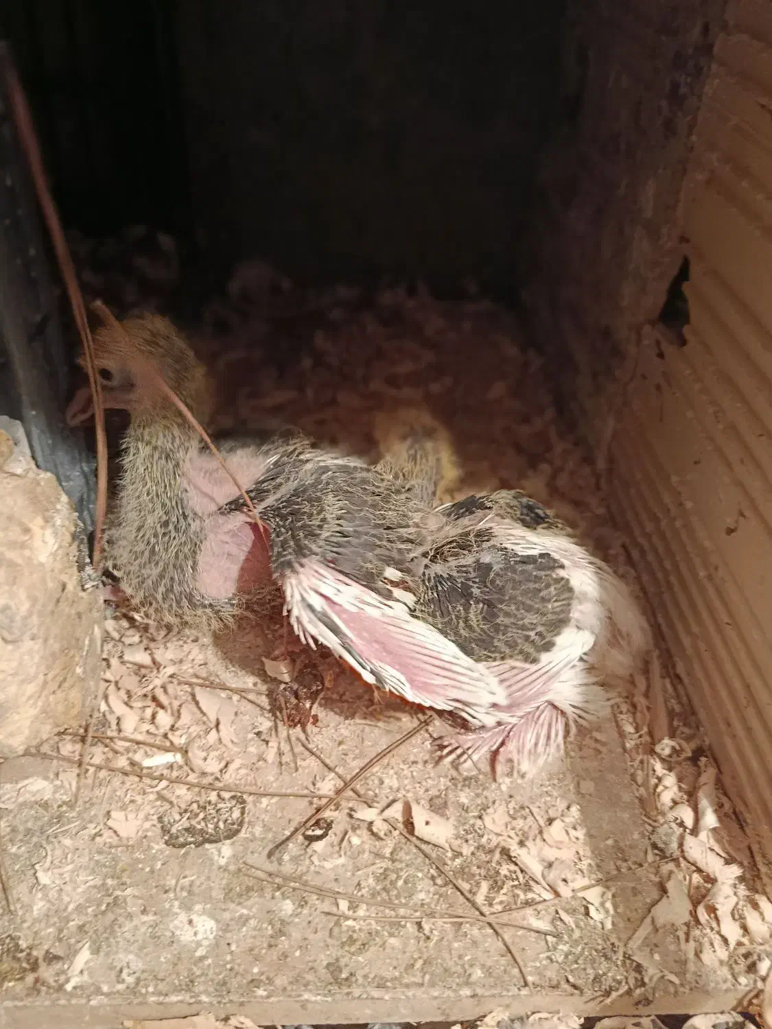 طوقی سیاه|حیوانات|بجنورد, |دیوار