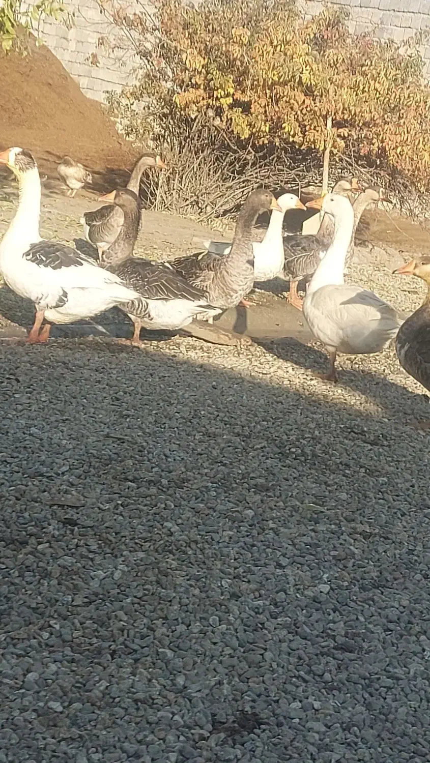 غاز محلی چاق|حیوانات مزرعه|نقده, |دیوار