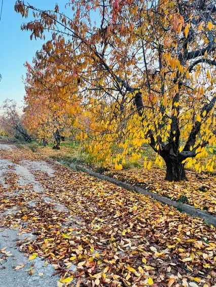 باغ ویلا دماوند جابان|فروش خانه و ویلا|دماوند, دماوند|دیوار