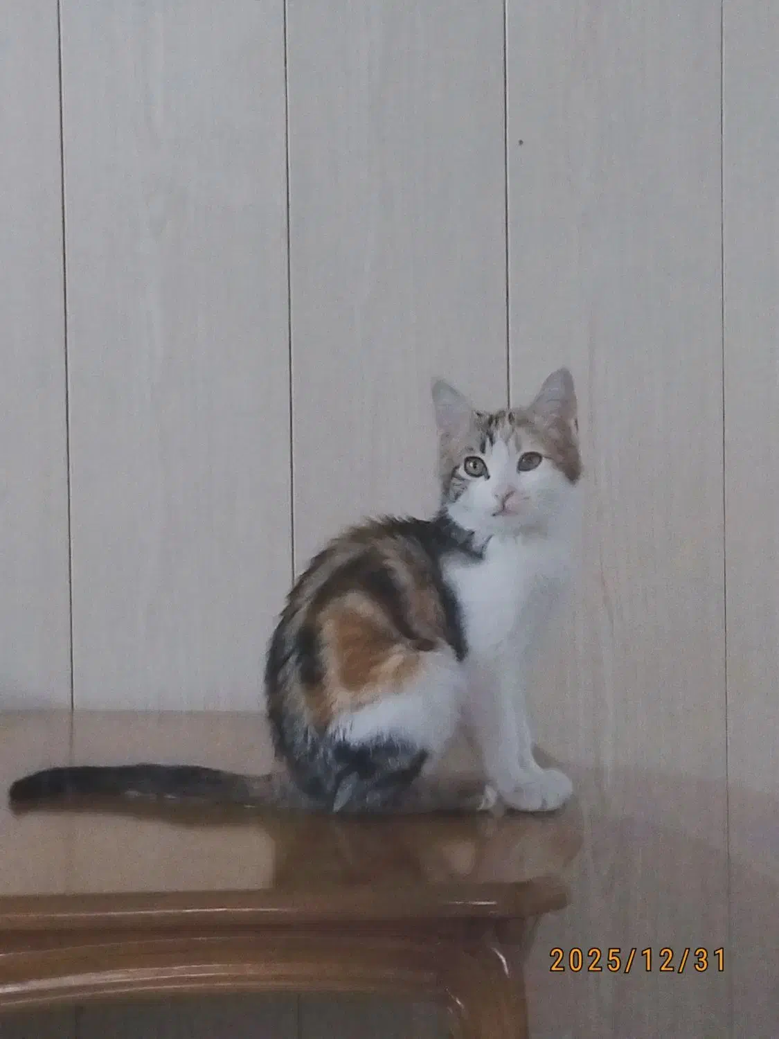 گربه گمشده|حیوانات|مشهد, مصلی (کارمندان اول)|دیوار