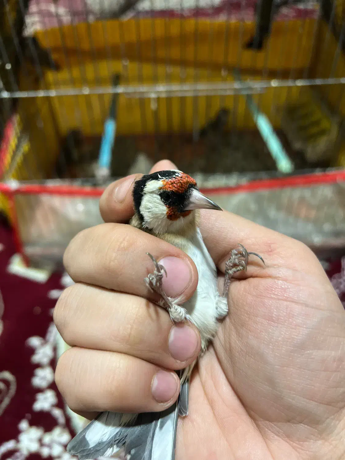 سهره|پرنده|شیراز, قالیشویی|دیوار