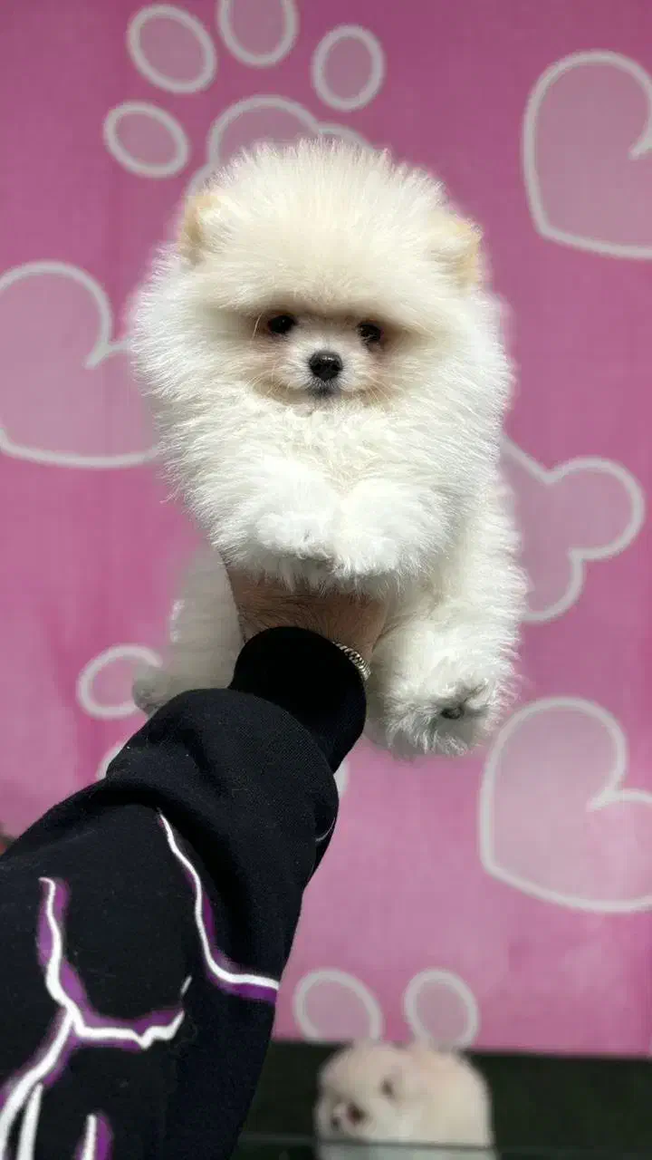 شیواوا و پامرانین دوسر خرسی|سگ|تهران, تهرانسر شرقی|دیوار