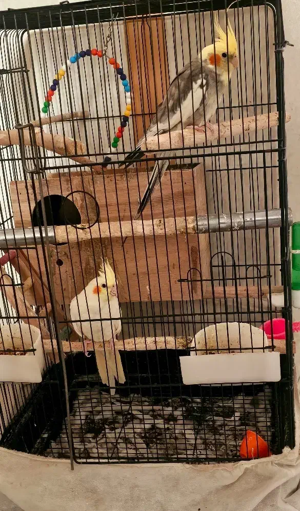 عروس هلندی|پرنده|تهران, زرکش|دیوار