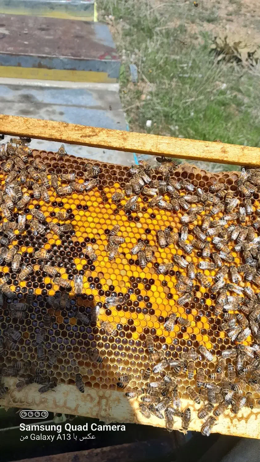 زنبور|حیوانات مزرعه|ساری, |دیوار