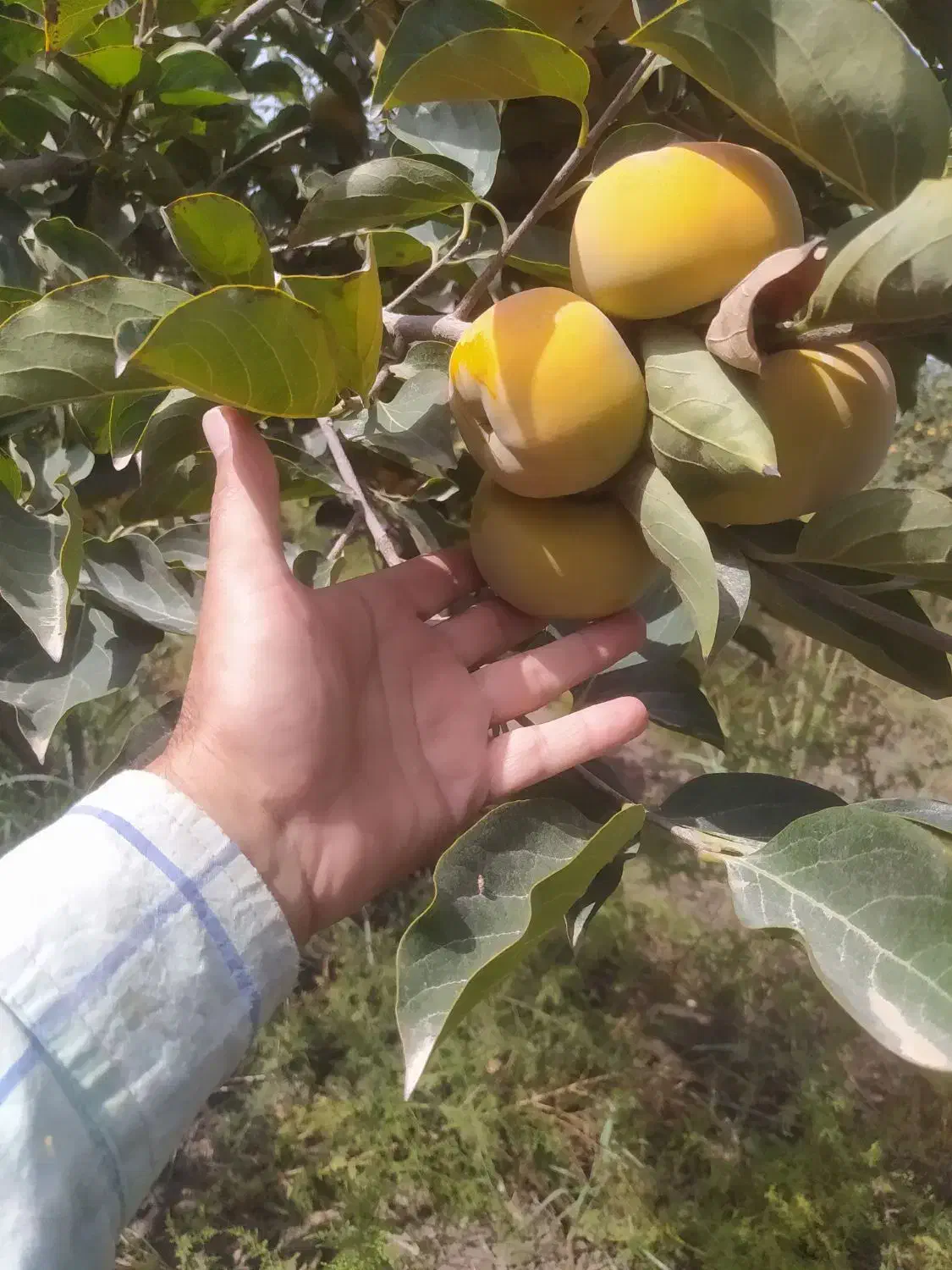 میوه خرمالو  سر درختی|خوردنی و آشامیدنی|گالیکش, |دیوار