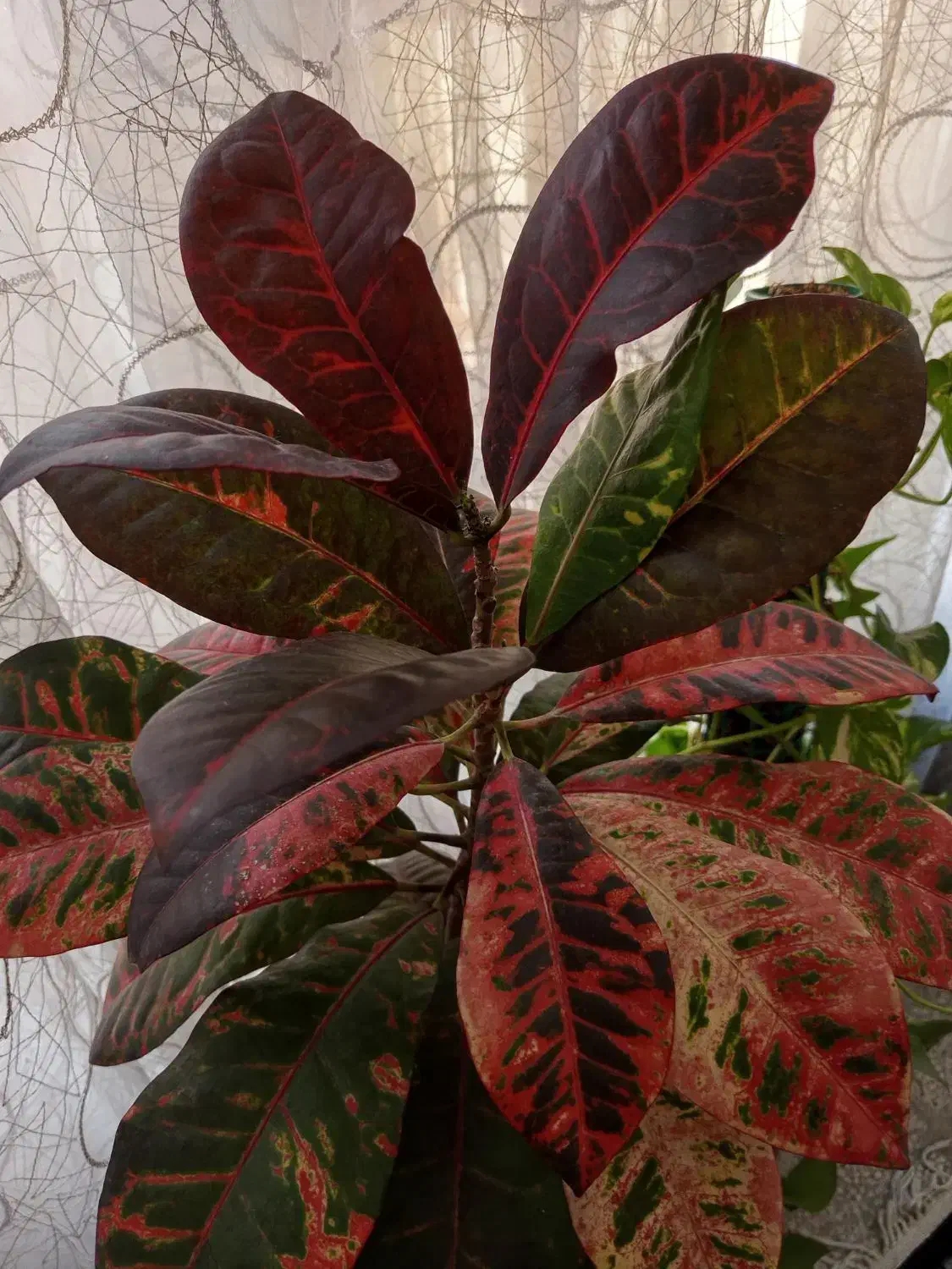 گل کورتون|گل و گیاه طبیعی|شیراز, دست خضر|دیوار