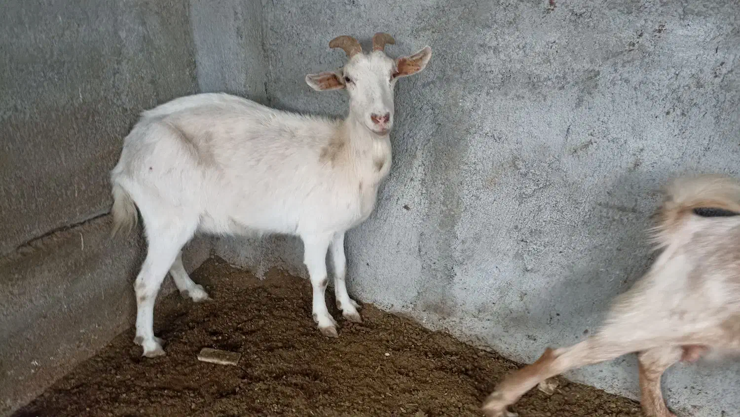 بز خلوص بالا شیر|حیوانات مزرعه|سیمین شهر, |دیوار