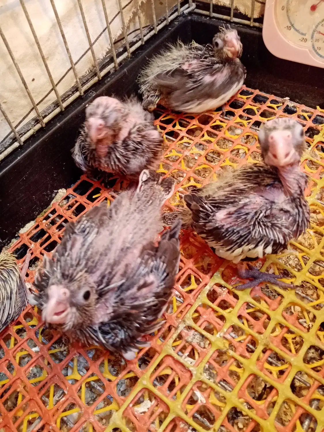 جوجه عروس های سرلاکی ((پرورش خانگی))|پرنده|ساری, |دیوار