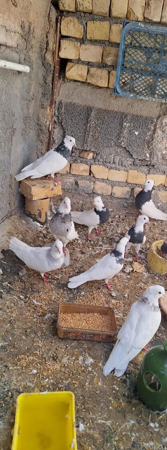 طوقی|پرنده|نجف‌آباد, گلدشت|دیوار