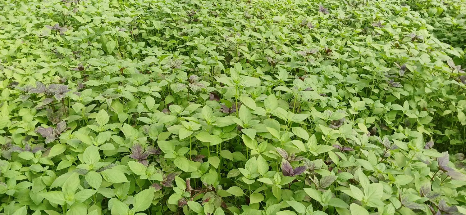 ریحان گلخانه ای|خوردنی و آشامیدنی|تهران, جنتآباد شمالی|دیوار