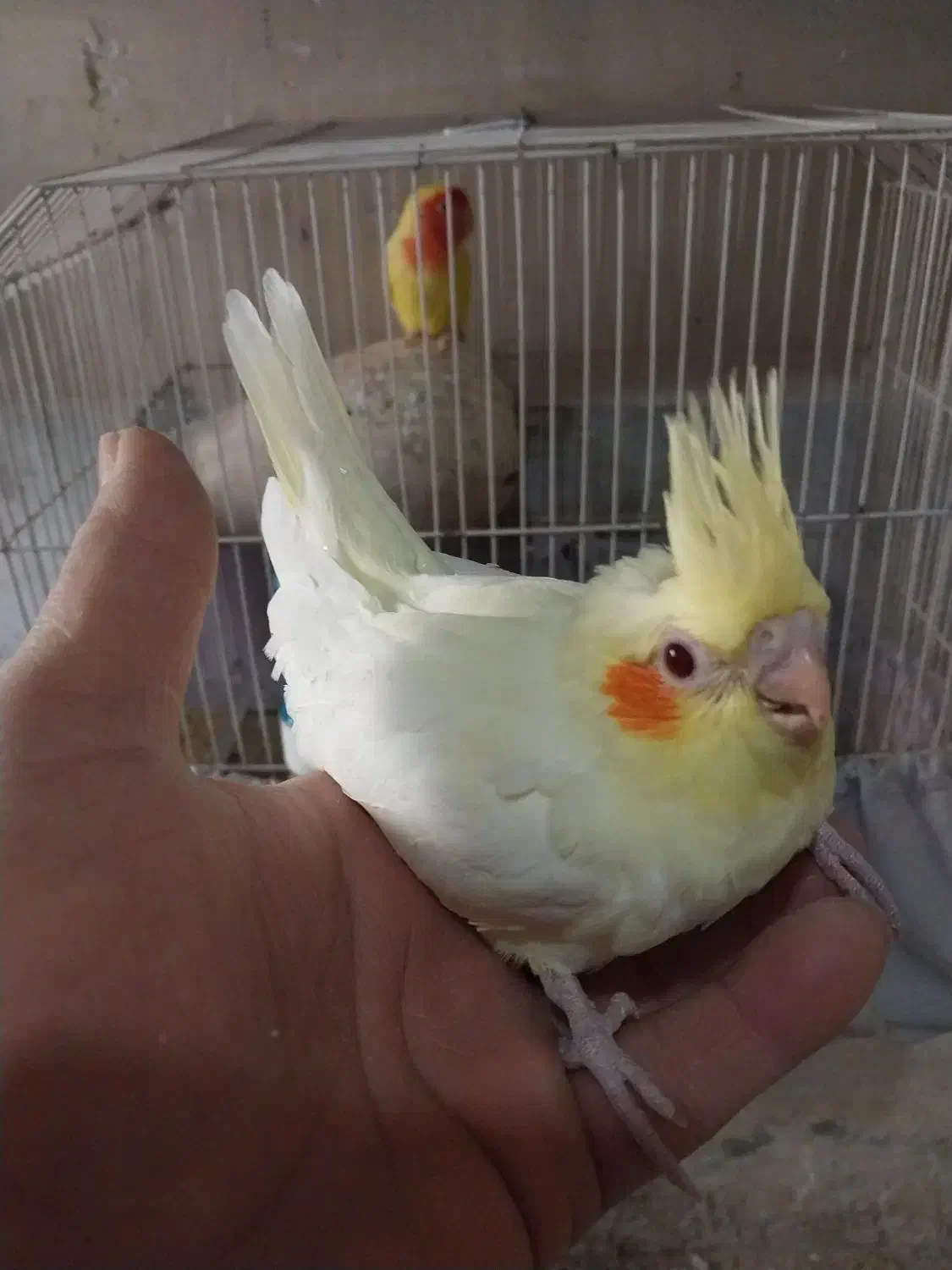 ۲عددجوجه عروس زعفرانی آماده دستی کردن|پرنده|سبزوار, شرق کال شمالی|دیوار