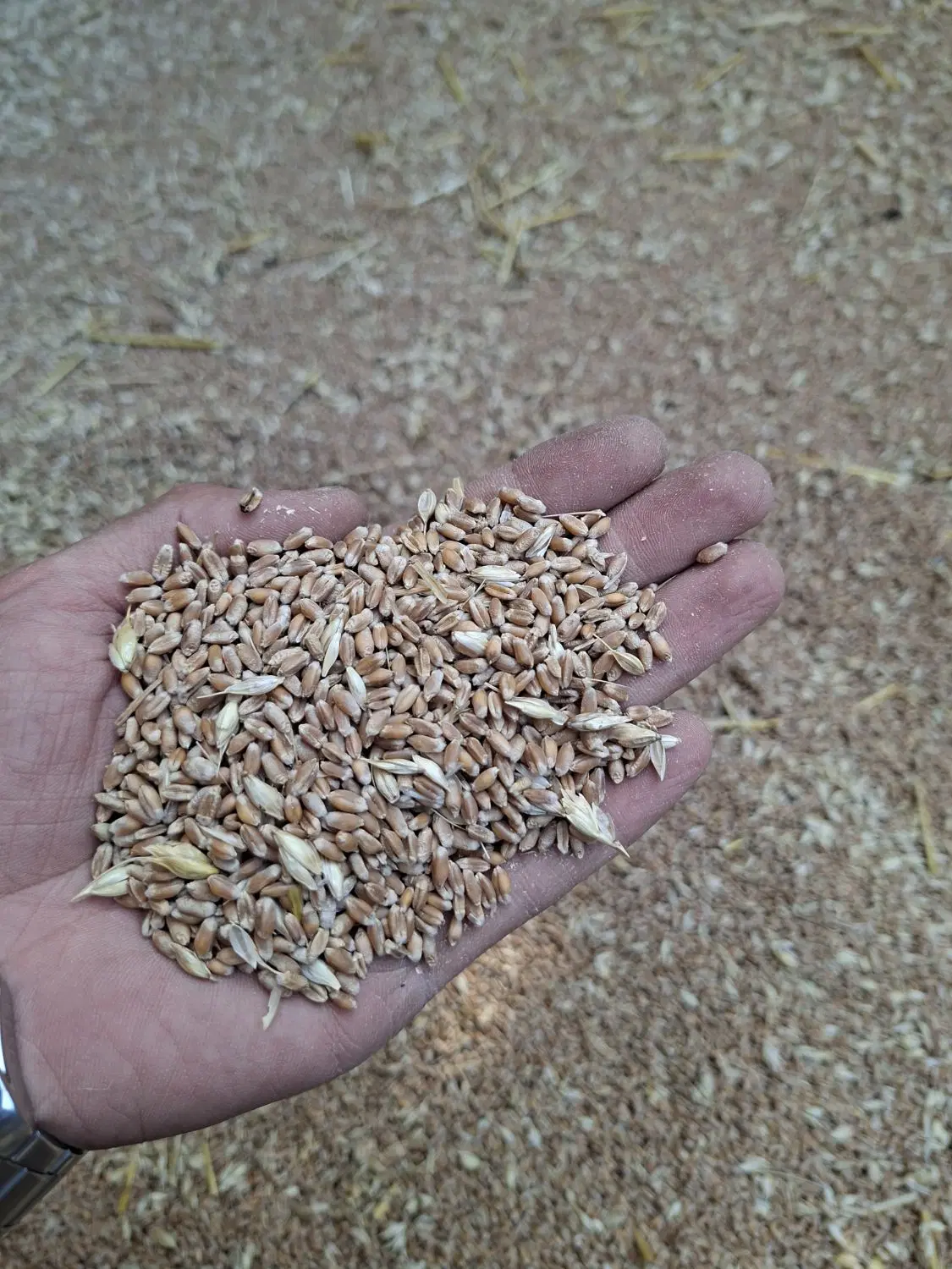 گندم|خدمات باغبانی و درختکاری|علیآباد کتول, |دیوار