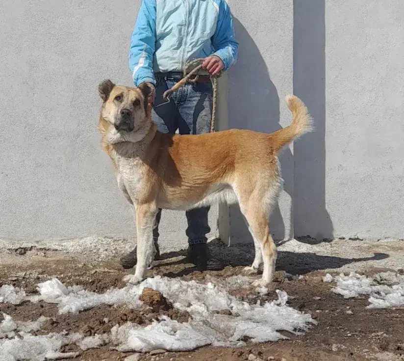 سگ سرابی|سگ|ورزقان, |دیوار