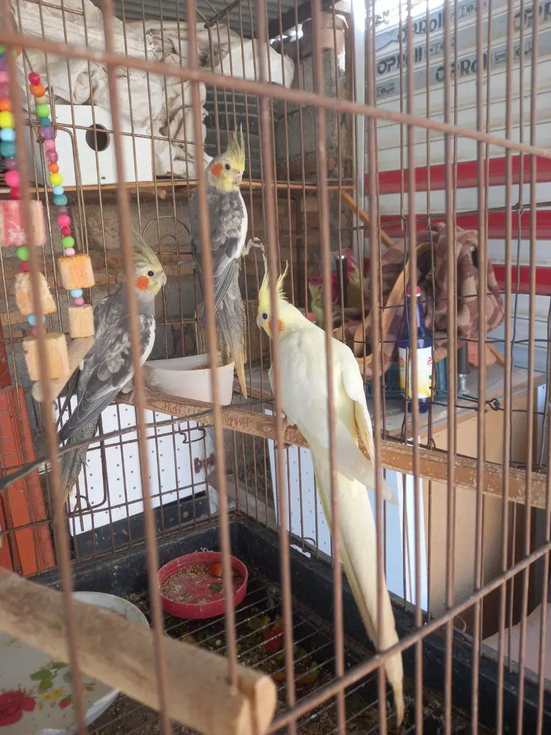 دوعدد قا راقاول نروماده|پرنده|پارسآباد, |دیوار