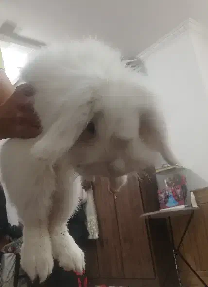 خرگوش لوپ هلندی|موش و خرگوش|اصفهان, حصه جنوبی|دیوار