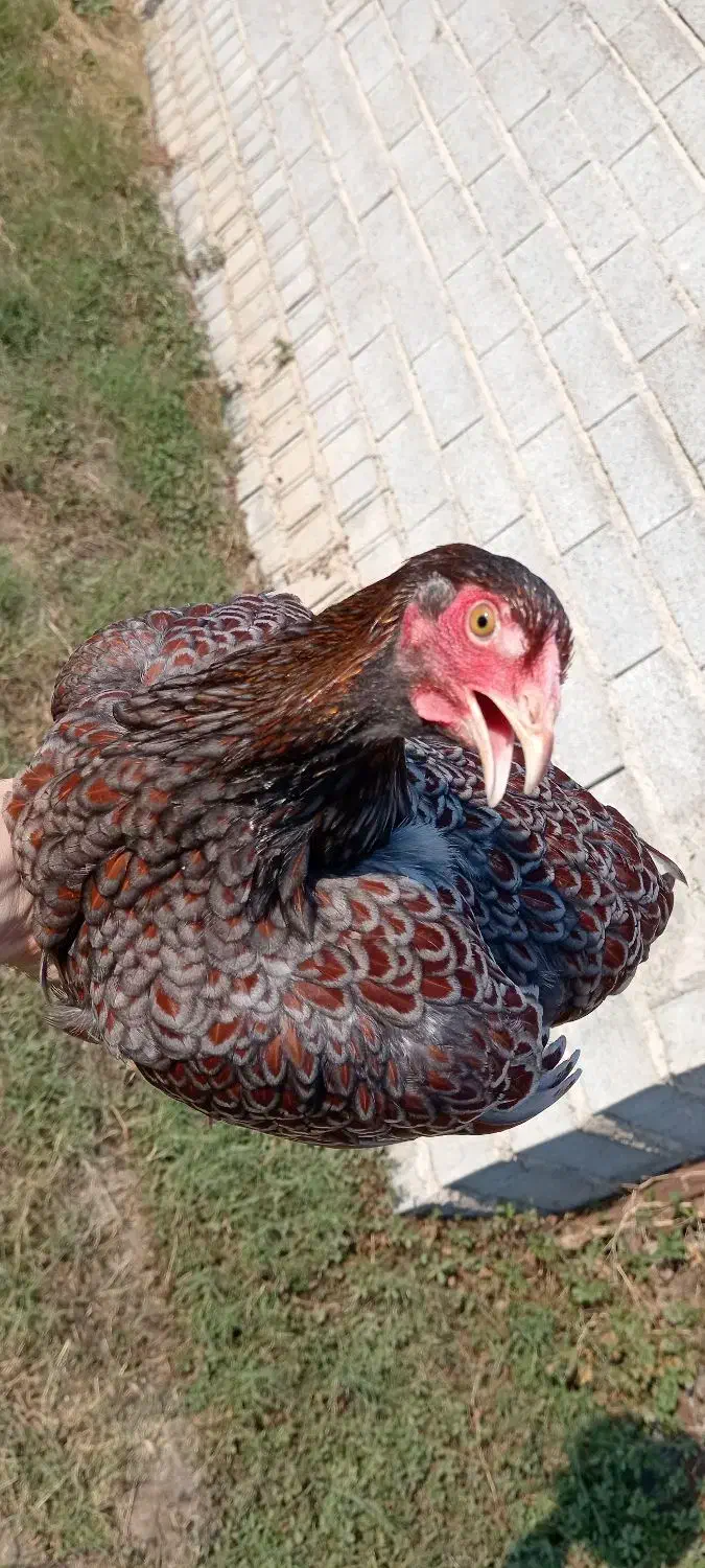 تخم نطفه دار ویاندوت|حیوانات مزرعه|قائمشهر, |دیوار