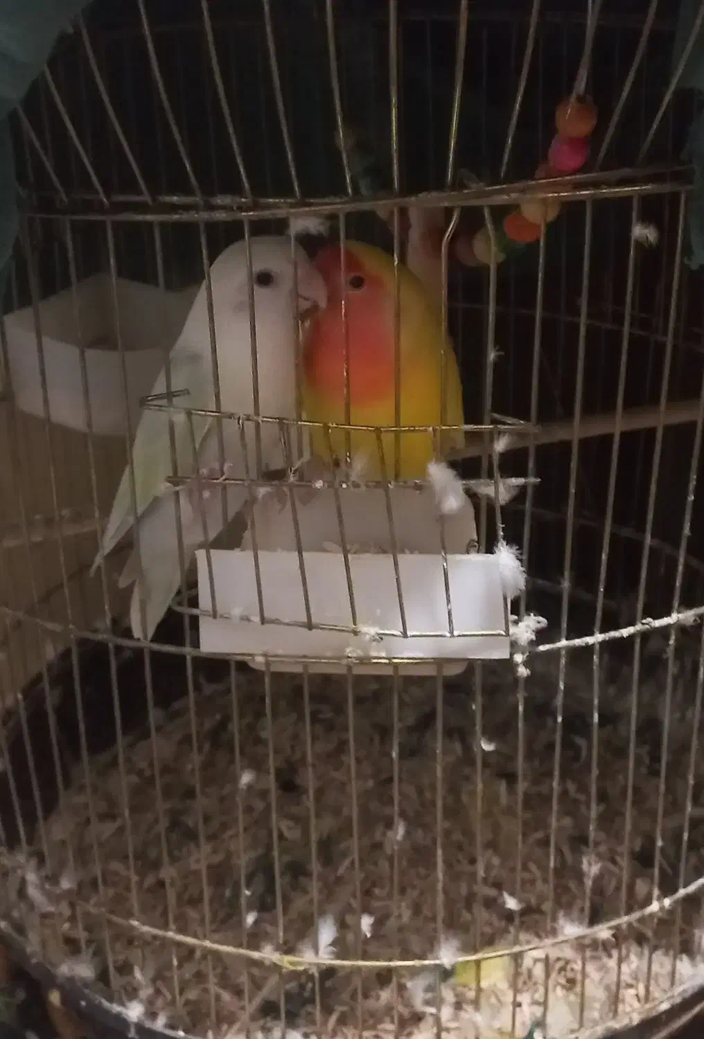 کوتوله برزیلی|پرنده|میناب, |دیوار