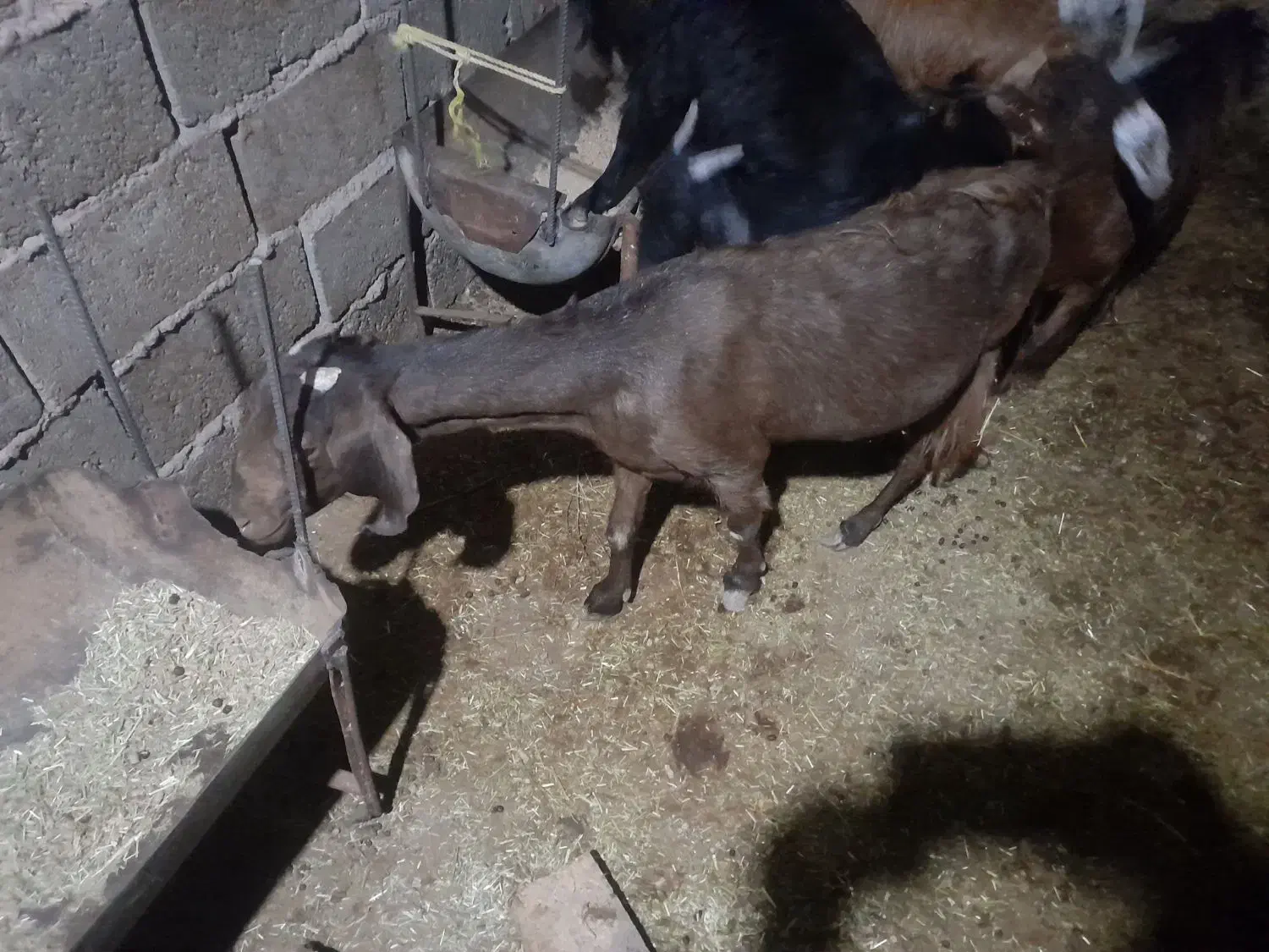 حیوانات مزرعه|حیوانات مزرعه|فریمان, |دیوار