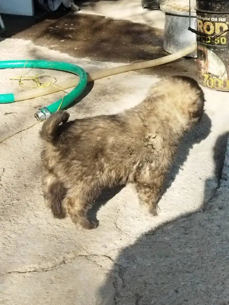 واگذاریسگسرابی|سگ|سراب, |دیوار